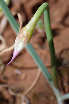 Allium gomphrenoides