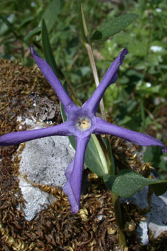 Herbaceous Periwinkle