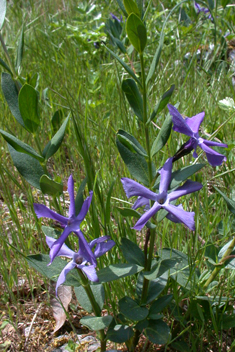 Herbaceous Periwinkle