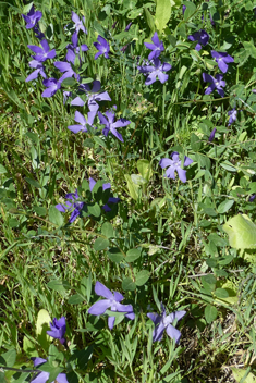 Herbaceous Periwinkle