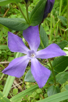 Herbaceous Periwinkle