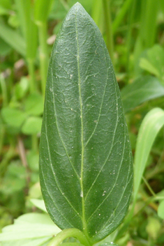 Herbaceous Periwinkle