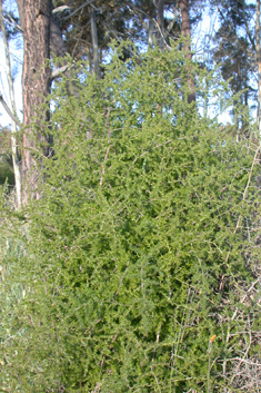 Sharp-leaved Asparagus