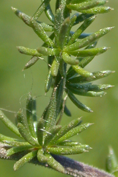 Sharp-leaved Asparagus