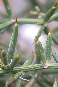 Spiny Asparagus