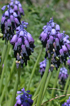 Dark Grape-hyacinth