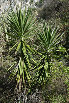 Giant Yucca