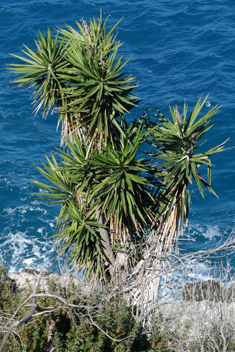 Giant Yucca