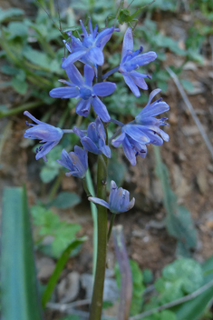 Greek Squill