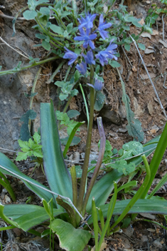 Greek Squill