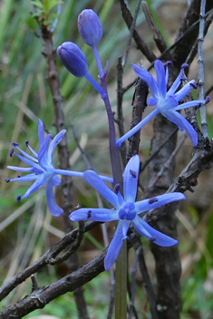 Greek Squill