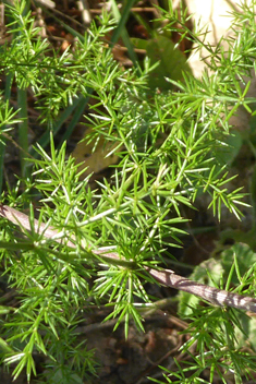 Sharp-leaved Asparagus