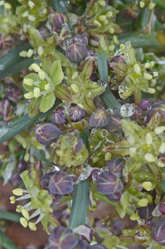 Spiny Asparagus