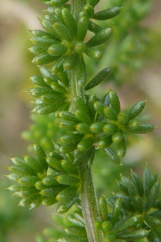 Sharp-leaved Asparagus