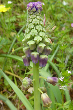 Tassel Hyacinth