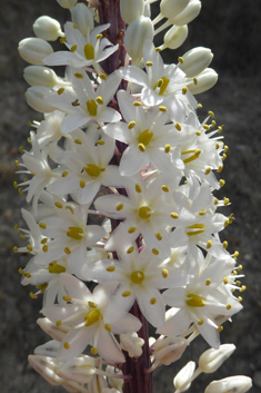 Mediterranean Sea Squill