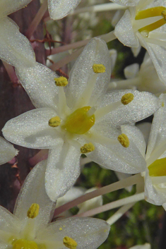 Mediterranean Sea Squill