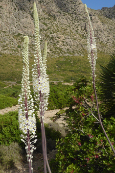 Mediterranean Sea Squill