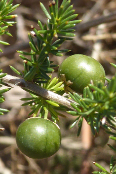 Sharp-leaved Asparagus