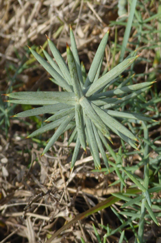 Spiny Asparagus