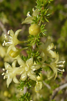 Sharp-leaved Asparagus