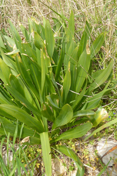 Mediterranean Sea Squill