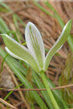 Divergent Star-of-Bethlehem