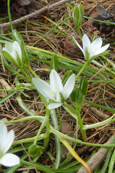 Divergent Star-of-Bethlehem