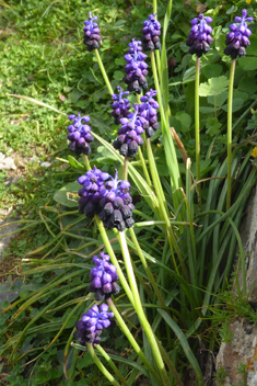 Dark Grape-hyacinth