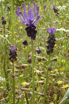 Tassel Hyacinth