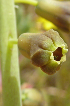 Tassel Hyacinth