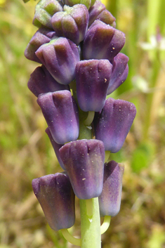 Tassel Hyacinth