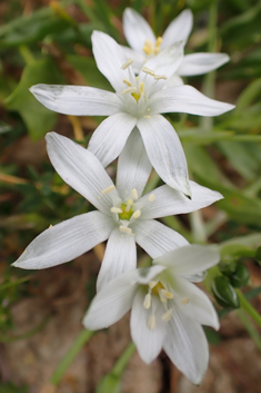 Divergent Star-of-Bethlehem