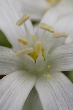 Divergent Star-of-Bethlehem