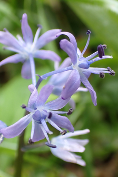 Greek Squill