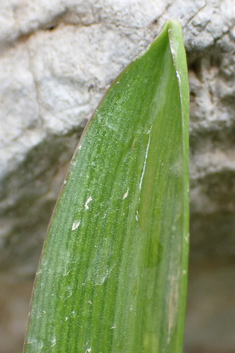 Greek Squill