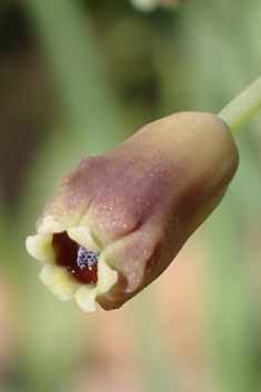 Tassel Hyacinth