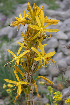 Yellow Asphodel