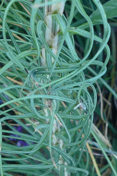 Yellow Asphodel