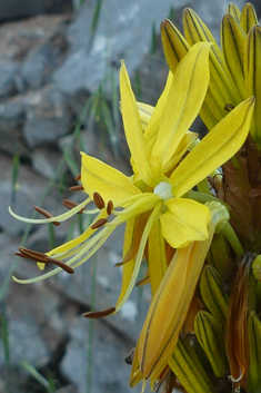 Yellow Asphodel