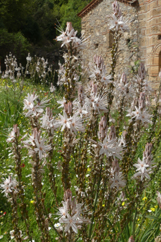 Branched Asphodel