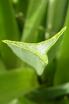 Branched Asphodel