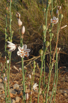 Hollow-stemmed Asphodel