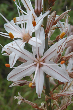 Branched Asphodel