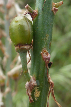 Branched Asphodel