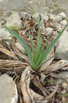 Branched Asphodel