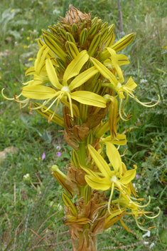 Yellow Asphodel