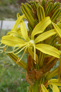 Yellow Asphodel