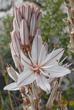 Branched Asphodel