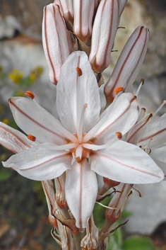 Branched Asphodel